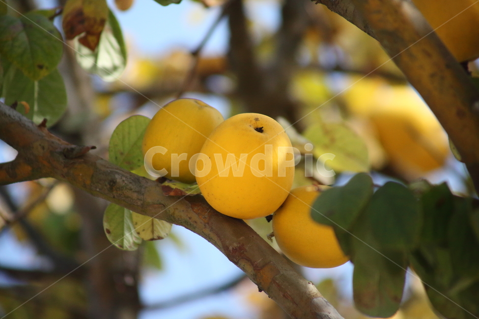 모과,열매,약용식물,모과나무,chinesequince,식물,자연,plants,nature,과일,열매,fruit
