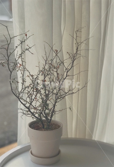 나무,카페,화분,커텐,감성,감성적인,서울,따뜻함,식물,자연,plants,nature,실내용화초,화분,화초,house plant,인테리어,실내디자인,interior design