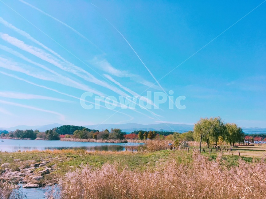 nature,자연,outdoors,옥외,land,나라,하늘,나무,갈대