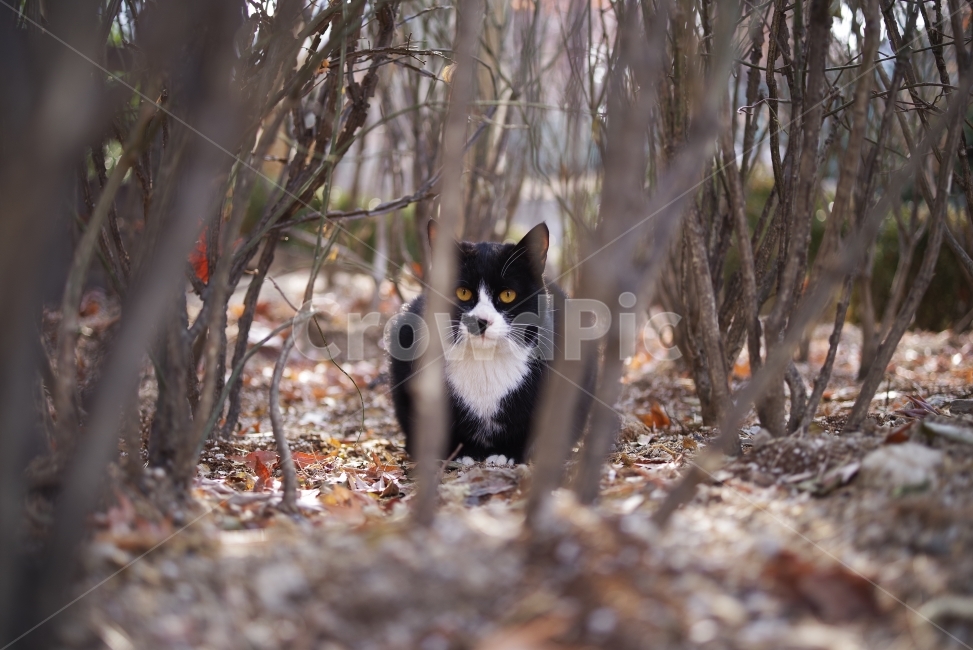 고양이,길고양이,길냥이,애완동물,반려동물,생명,자연,야생,동물,포유류,야생동물,야생고양이,미묘,미냥,cat,kitty,kitten,cute,lovely,adorable,pet,animal,street,streetcat,stray,straycat,wild,wildlife,wildcat,wildanimal,nature,natural,beauty,beautiful,검은고양이,턱시도,턱시도냥,턱시도고양이,black,blackcat,동물,animal,포유류,mammal,고양이,cat,kitten,kitty