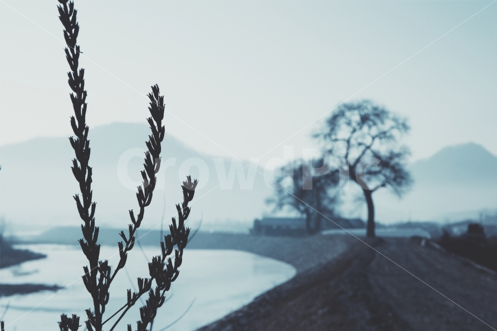 강,새벽,안개,풍경,고요,나무,산,새,아침,경관,자연,풍광,nature,landscape,한국자연풍경,한자연경관,koreanaturelandscape,감성,감정,sensible,feeling,emotion,계절,season,마을,rural,한국전통,한국문화,koreatraditional,koreaculture,plant,trees,wood,식물,자연,plants,nature,감성,sensible,feeling