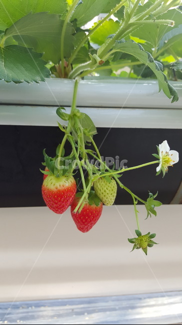 strawberry,딸기,food,음식,plant,fruit,식물,과일,딸기열매,딸기꽃