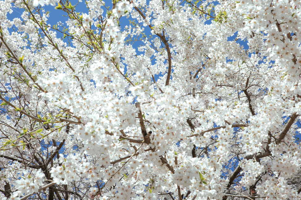 봄꽃,벚꽃,봄,나무,나들이,plant,식물,blossom,flower,꽃