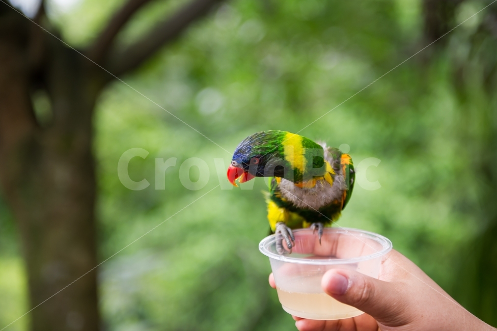 새,풍경,아웃포커싱,자연,동물,생태,동물원,주롱새,싱가폴,앵무새,동물,animal,조류,새,birds