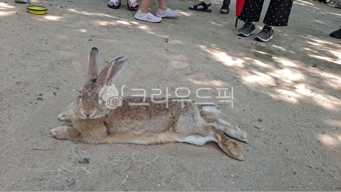 동물,토끼,토끼귀,rabbit,animal,휴식