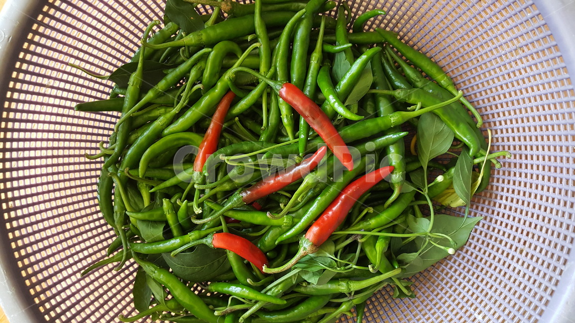 고추,청양고추,채소,수확물,가을,음식,식재료,요리,food,cook,meal,dishes,food reserves,채소,야채,vegetables