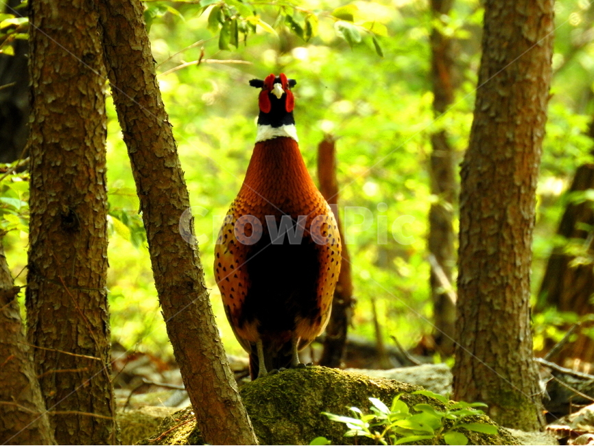 동물,새,산,자연,풍경,동물,animal,조류,새,birds