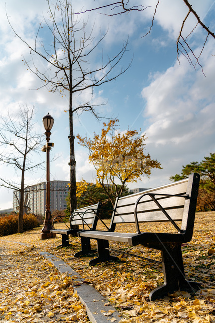 bench,벤치,은행잎,공원벤치,낙엽
