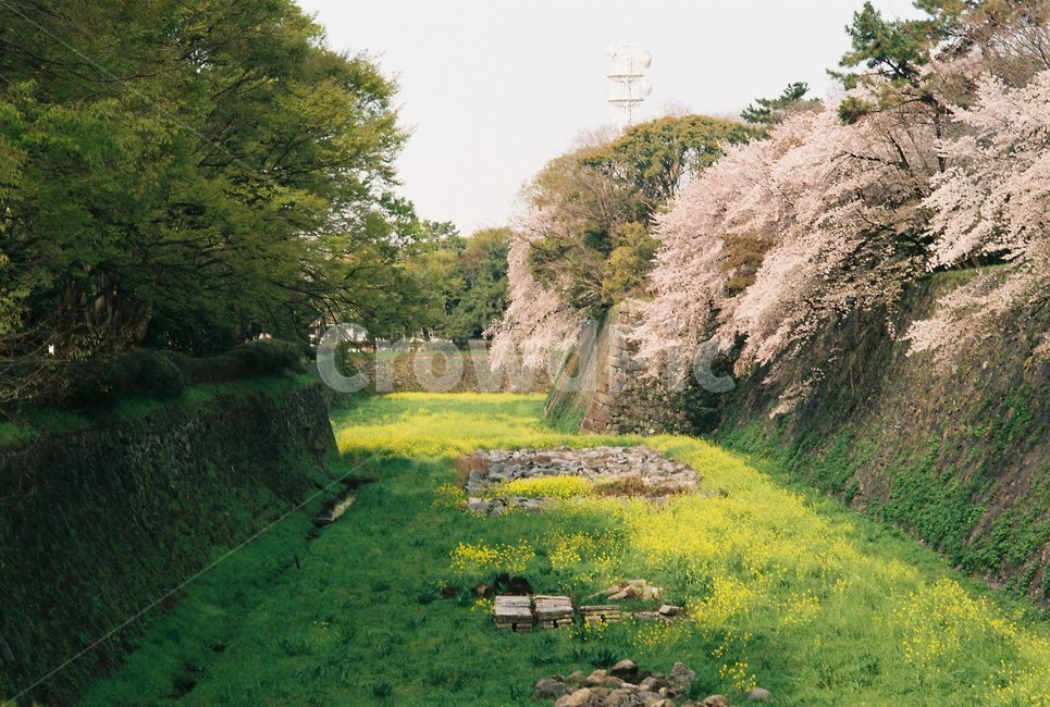 나고야,나고야성,nagoyacastle,벚꽃,아침풍경
