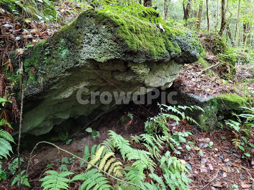현무암,이끼,astonewall,nature,자연,green