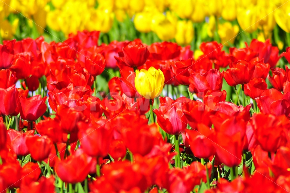 꽃,튤립,꽃밭,빨강,노랑,호주,캔버라,꽃축제,색깔,flowers,tulip,flowergarden,garden,red,yellow,australia,canberra,festival,colorful,봄,계절,spring,season,식물,자연,plants,nature,꽃,flower,plant,blossom