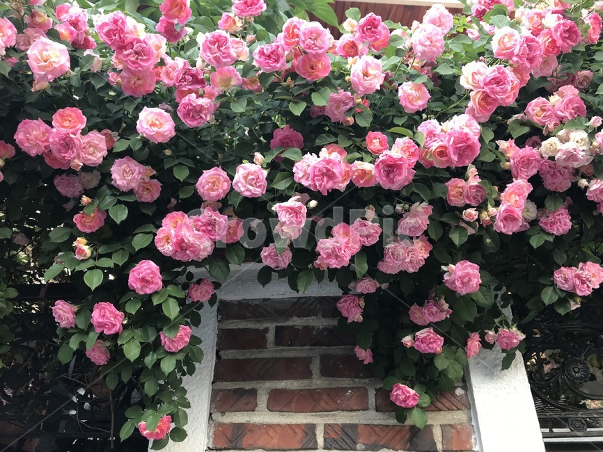 blossom,plant,식물,flower,꽃,들장미,pinkrosesinthestreet