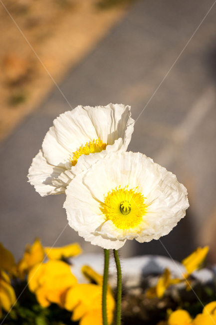 꽃,봄,접사,식물,나무,아웃포커싱,flower,plant,tree,outforcusing,spring,자연환경,자연,새싹,nature,따뜻함,warm,식물,자연,plants,nature,꽃,flower