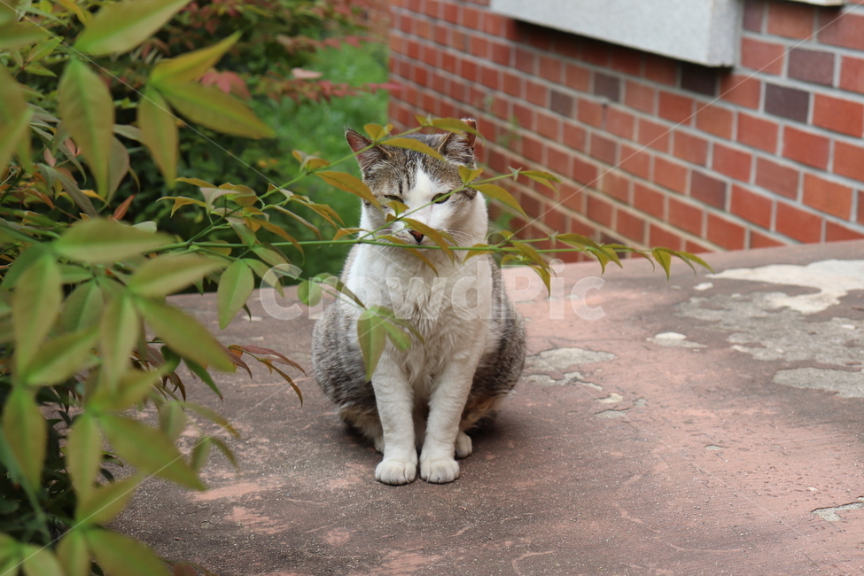 cat,고양이,동물,animal,길냥이,pet,포즈,다소곳,동물,animal,포유류,mammal,고양이,cat,kitten,kitty