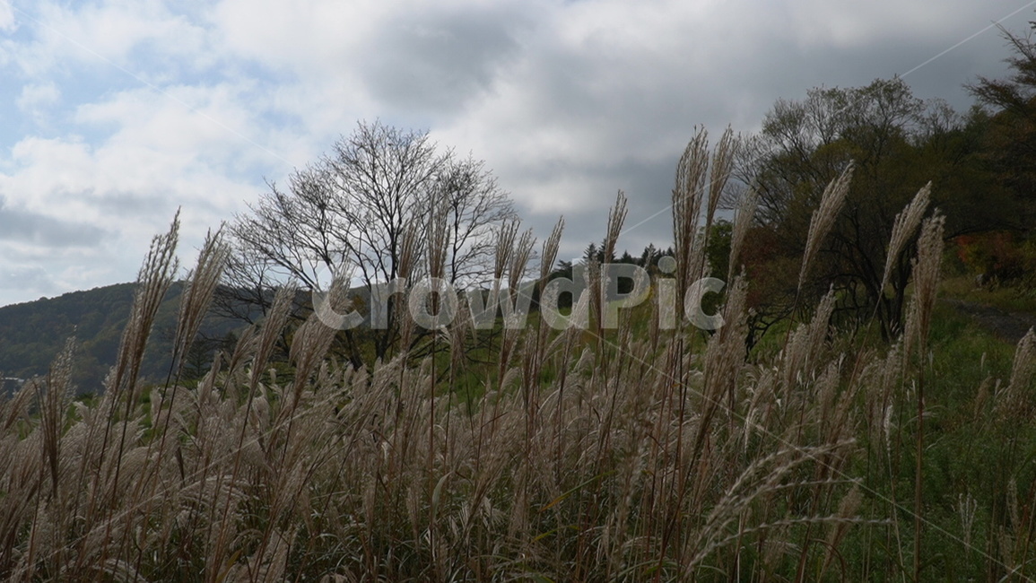 자연,풍경,plant,식물,grass,잔디,lawn,reed,갈대,자연,풍경,nature,landscape,식물,plants