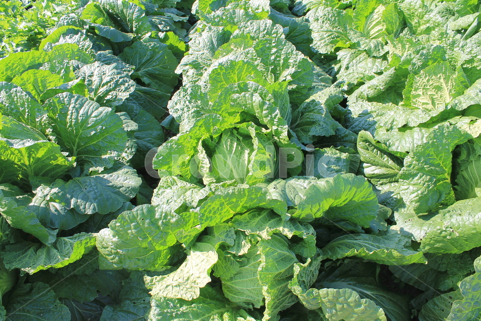 식물,배추,야채,채소,plant,cabbage,chinesecabbage,autumn,fall,가을,채소,야채,vegetables,농업,농사,agriculture,farming,farming industry