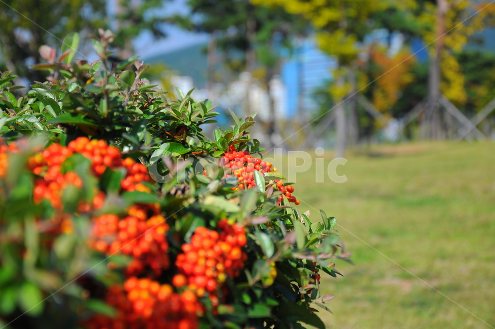 열매,붉은,정원,빨간,과실,식물,자연,plants,nature,꽃,flower