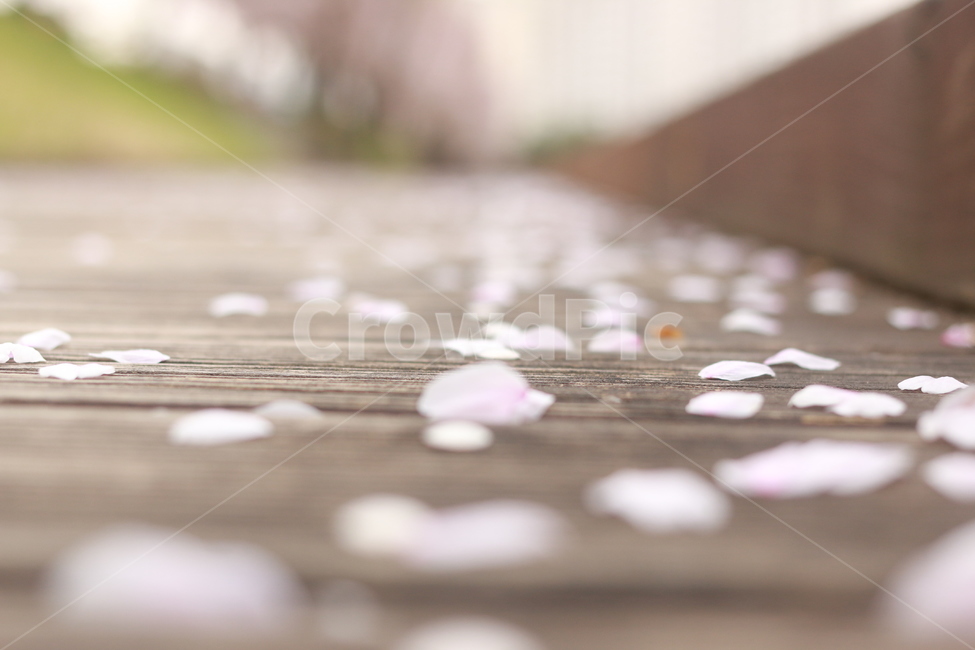 봄,벚꽃,식물,plant,flower,꽃