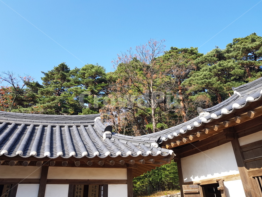 오죽헌,한옥,한국,기와집,전통집,전통기와