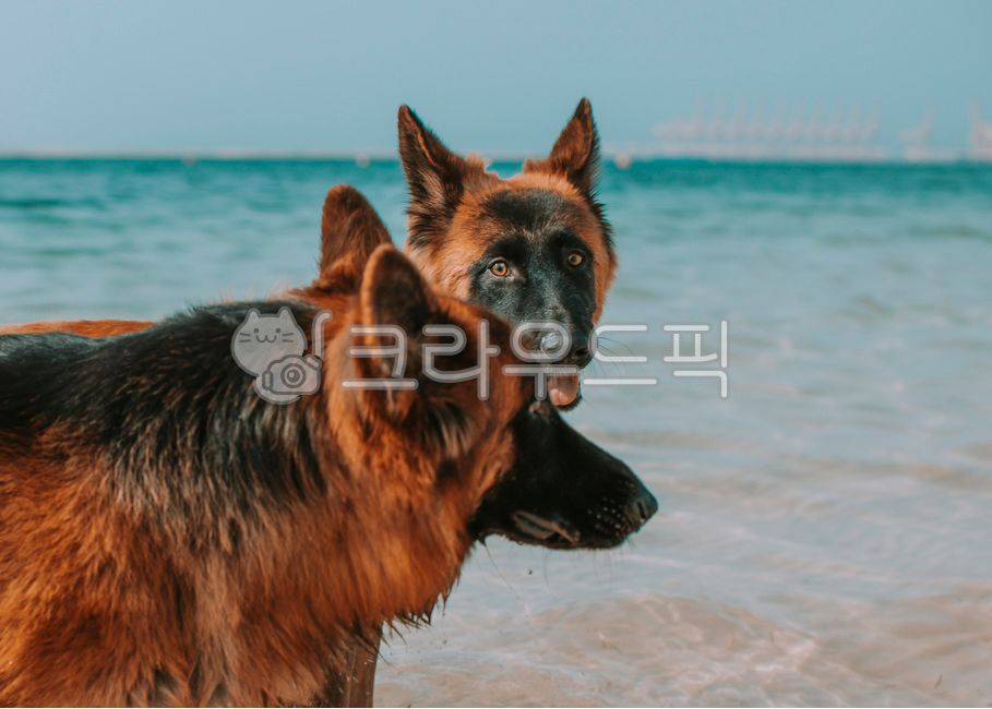 Pets,puppy,german shepherd,animal,dog,pet dog,germanshepherd,fierce dog,pet