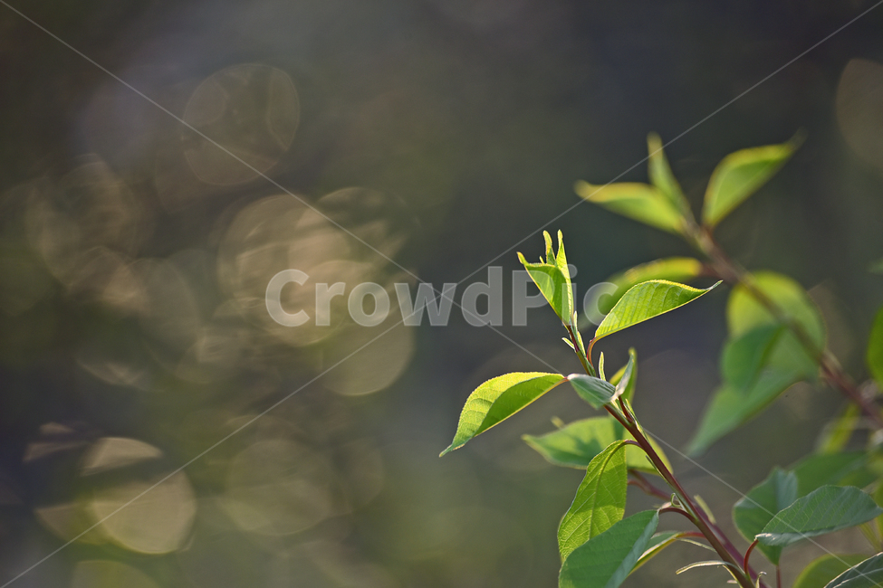 새싹,새순,새잎,나무순,나뭇가지,봄배경,빛,라이트,light,green,start,시작,출발,어린,여린,야외,옥외,아웃도어,시즌,계절,spring,배경,바탕,백그라운드,봄,계절,spring,season,식물,자연,plants,nature