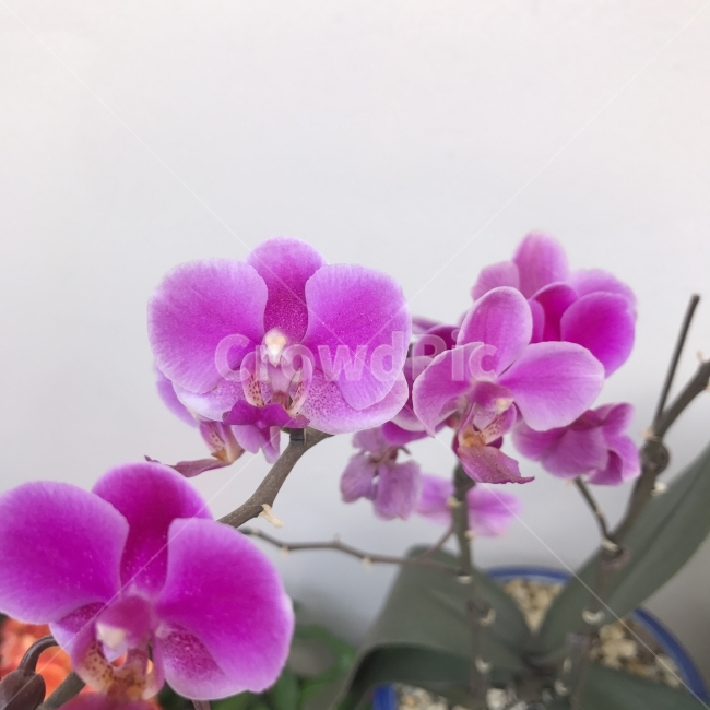 팔레놉시스,호접란,호접난,mothorchid,Phallaenopsis,열대성초화,매혹,공기정화,분홍,식물,꽃,Flower,식물,자연,plants,nature,꽃,flower