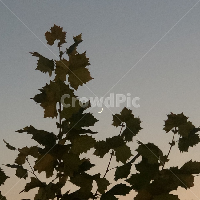 나무,달,달빛,노을,하늘,plant,식물,leaf,잎,tree
