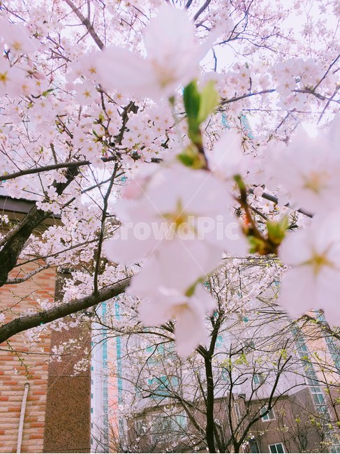 꽃,봄,flower,벚꽃,cherryblossom