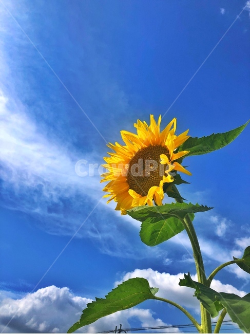 가을,맑음,하늘,해바라기,노랑색,식물,자연,plants,nature,꽃,flower