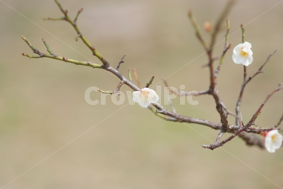 매화,봄,봄꽃,spring,flowers,나뭇가지,봄나무,봄,계절,spring,season,식물,자연,plants,nature,꽃,flower,plant
