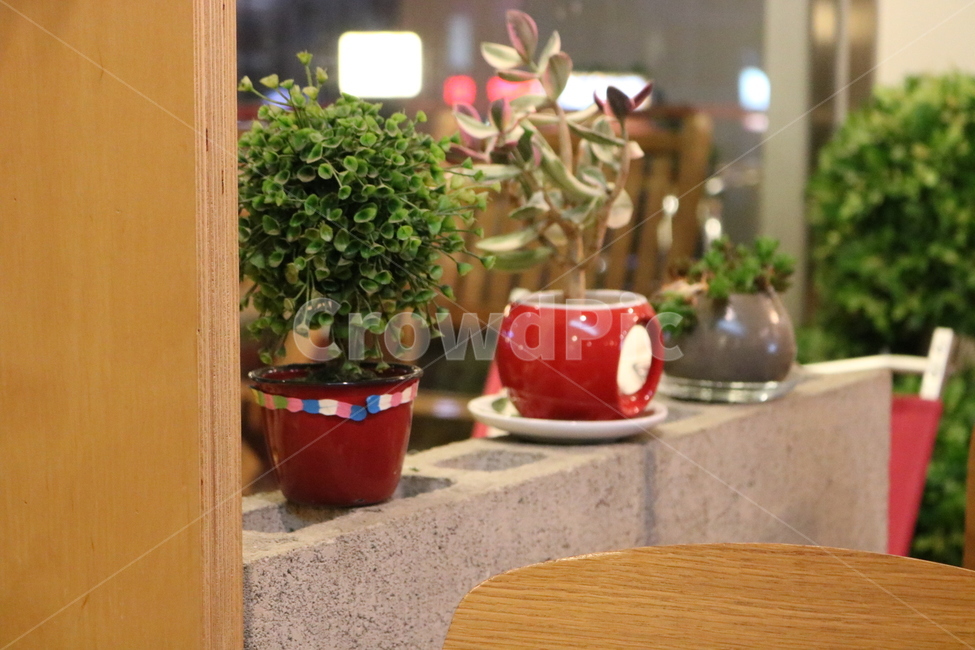 카페,안락함,휴식,분위기,식물,인테리어,실내용화초,화분,화초,house plant,인테리어,실내디자인,interior design