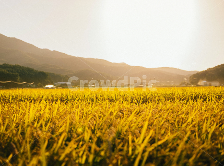 농촌,추수,가을,벼,풍년,시골,풍경,농사,벼이삭,곡류,곡식,cereals,산업,industry,industrial,농업,농사,agriculture,farming,farming industry
