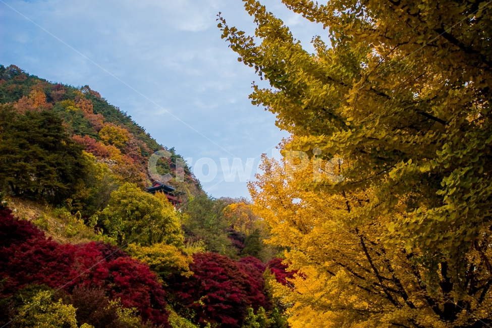 가을,풍경,절,하늘,낙엽,은행,산,장녀풍경,가을,계절,fall,autumn,season,자연,풍경,nature,landscape,한국자연풍경,한국자연경관,korea nature landscape,tree,나무,plant,식물