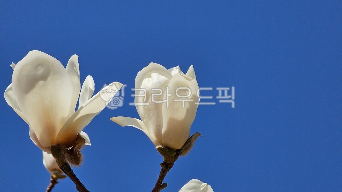 목련,목련꽃,나무꽃,봄꽃,봄,계절,식물,nature,자연,옥외,sky,하늘,꽃잎,spring,season