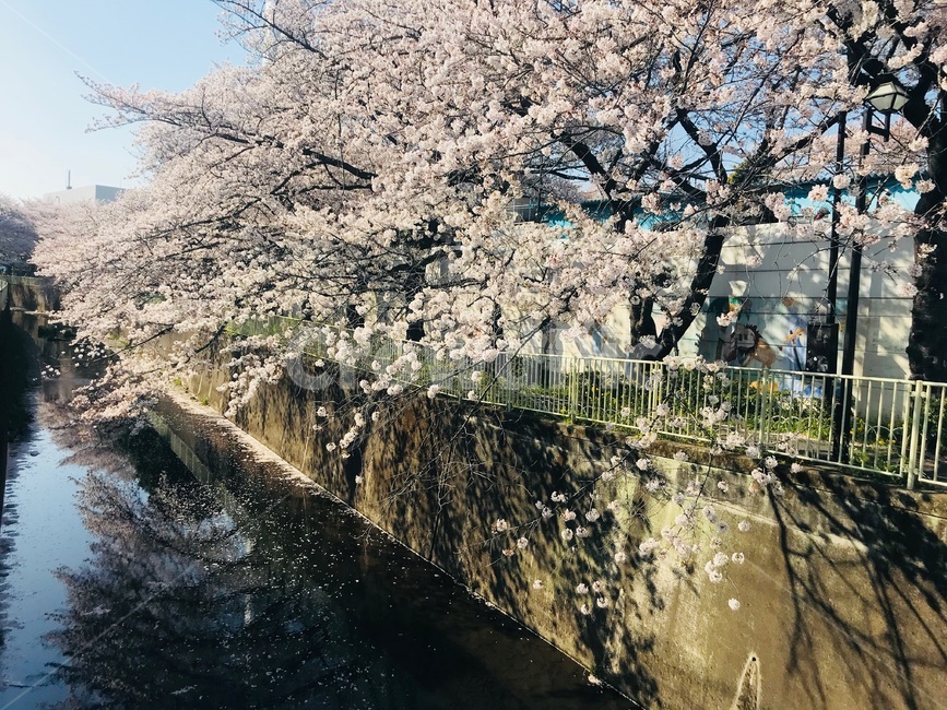 plant,식물,봄,spring,벚꽃,cherryblossom,일본,japan