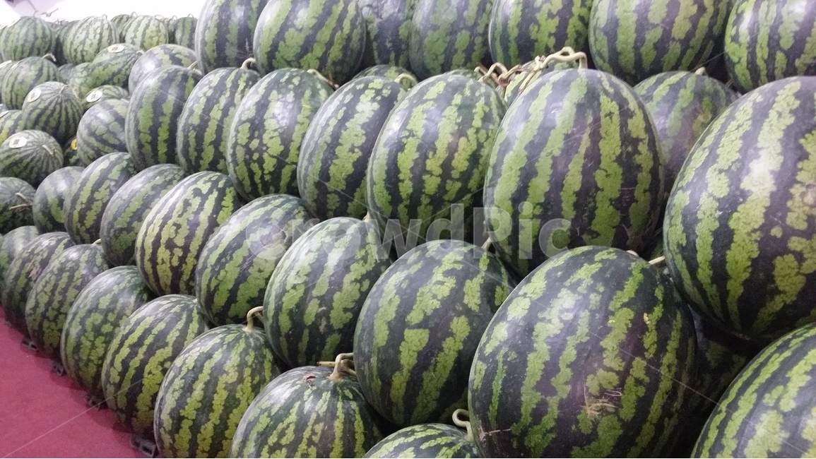 수박,과일,수박사진,과일사진,맛있는과일,음식,식재료,요리,food,cook,meal,dishes,food reserves,채소,야채,vegetables