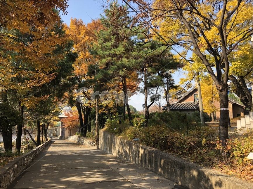 가을,단풍,은행,나무,오솔길