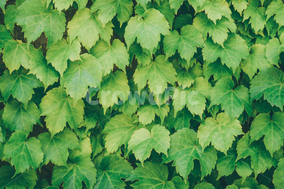 초록,담쟁이,식물,풍경,자연,담쟁이넝쿨,여름,푸른,벽,싱그러운,green,summer,식물,자연,plants,nature