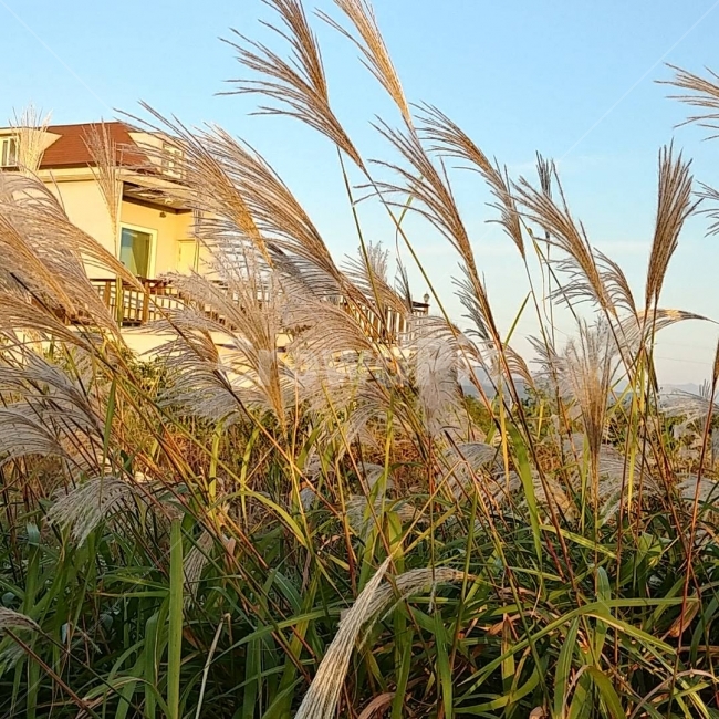 가을,억새,바람,풍경,집,가을,계절,fall,autumn,season,식물,자연,plants,nature,grass,잔디,plant,vegetation,초목