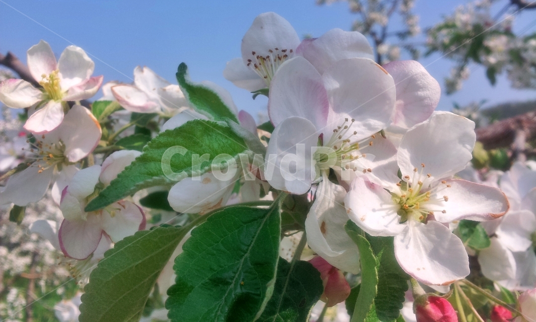 사과꽃,꽃,사과나무,봄꽃,봄,flower,blossom,appletree,만개,꽃송이,분홍꽃,식물,자연,plants,nature,꽃,flower