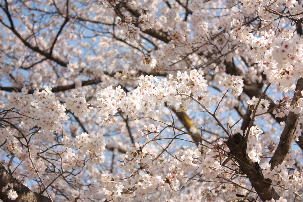 벚꽃,cherryblossoms,cherry,blossoms,봄,spring,감성사진,꽃놀이,나무,flower