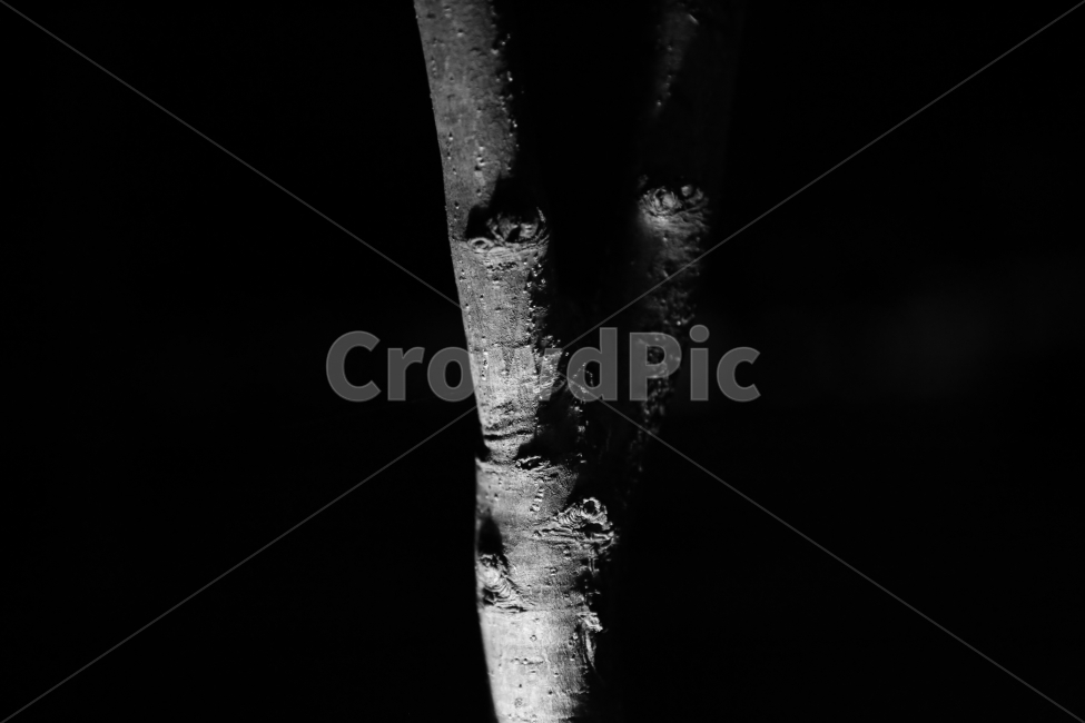 흑백,콘트라스트,나무,자연,빛,식물,자연,plants,nature,나무,trees,wood,흑백,모노톤,monochrome,black and white
