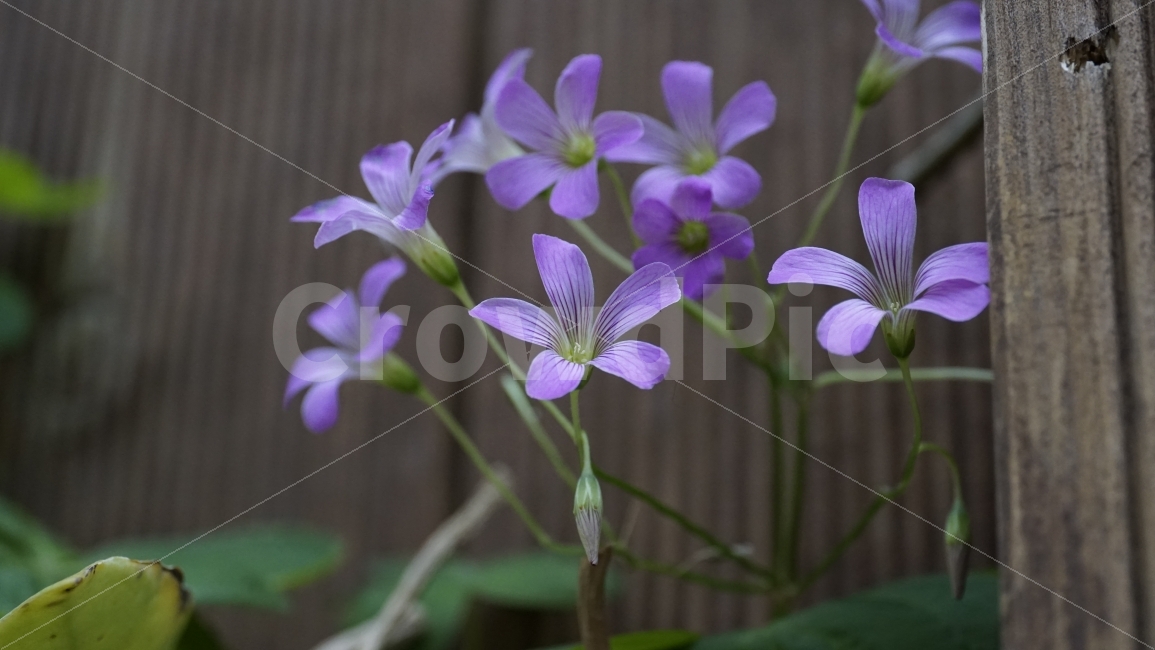 선유도,공원,식물,식물원,온실,화단,꽃,꽃밭,자연,꽃잎,줄기,이파리,접사,flower,nature,plants,마크로,macro,클로즈업,closeup,감성,힐링,healing,꽃사진,풍경,landscape,경치,식물,자연,plants,nature,꽃,flower