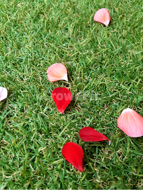 꽃잎,잔디,초원,숲,산책