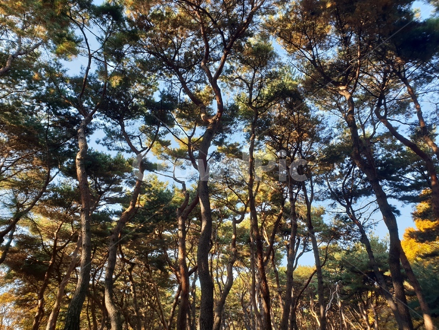 가을풍경,단풍,단풍놀이,가을감성,소나무,융릉,건릉,산책로,숲,나무,낙엽,가을,계절,fall,autumn,season,식물,자연,plants,nature,나무,trees,wood,tree,plant,tree trunk,나무 줄기