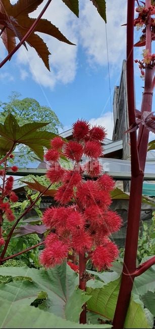 plant,식물,피마주,꽃,자연