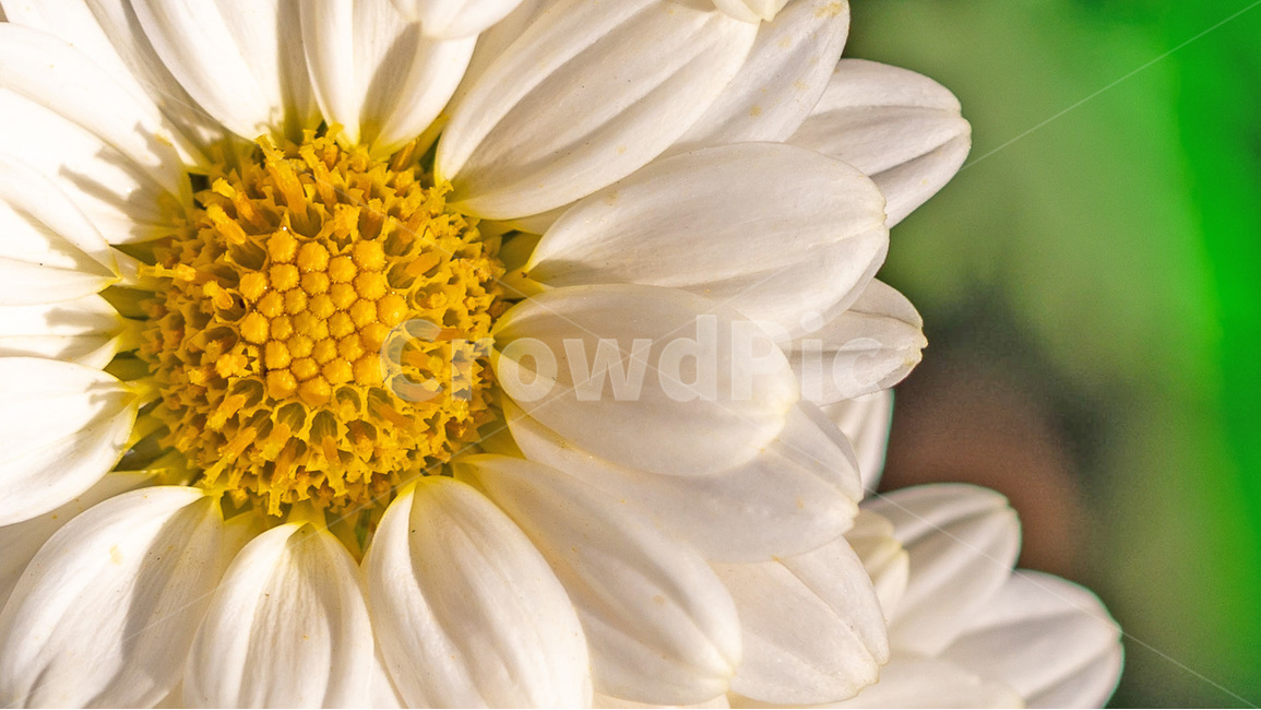 꽃,flower,가울,국화,향기,식물,자연,plants,nature,꽃,flower