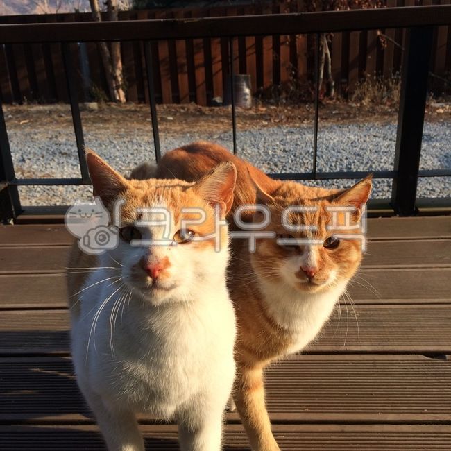 stray cat,Meow,cat,animal,kitty