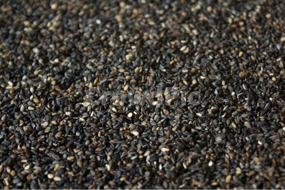 brown,closeup,dry,dummy,food,gold,grain,macro,meal,natural,nature,organic,plant,seed,seeds,sesame,sesameseed,sesameseeds,top,topangle,topview,yellow,깨,참깨,곡식,곡류,음식,음식재료,식재료,식물,씨앗,씨,갈색,브라운,말린,말리는,건조,자연,클로즈업,탑앵글,탑뷰,깨소금,농작물,농촌,농사,곡류,곡식,cereals