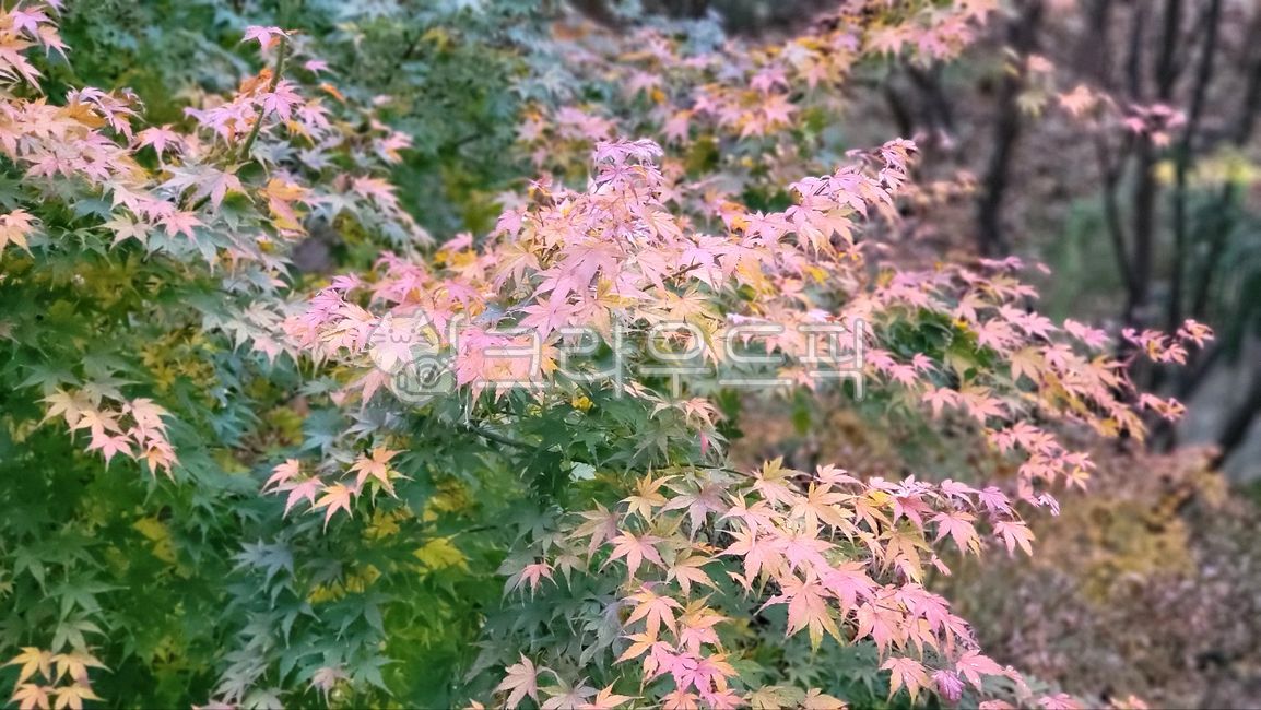 단풍,핑크색,가을,단풍잎,초록단풍,오솔길,잎